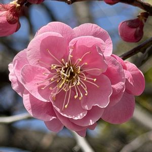 枝垂れ梅,フラワーアレンジメント,癒し,かわいい♡, 梅の花の画像