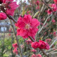 ハナモモの画像