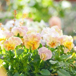 寄せ植え,種まき,かわいいな♡,植物のある暮らし,ビオラ・パンジーの画像