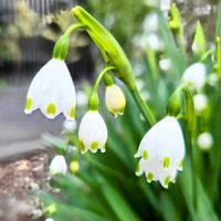 スノーフレーク,通勤途中の画像