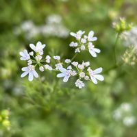 パクチー,コリアンダー,石垣島,沖縄の画像