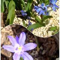 チオノドクサ,シラー シベリカ,青い花,プランター植え,早春の画像