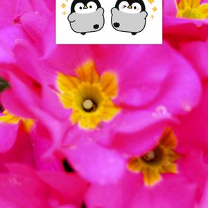 プリムラ　ジュリアン,プランター栽培,ピンク色の花,あっ火曜日,プリムラジュリアンの栽培の画像