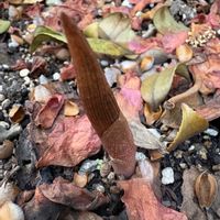 ウラシマソウ,ウラシマソウ,ムサシアブミ,ムサシアブミ,ユキモチソウの画像