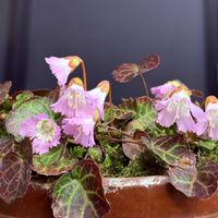 コイワウチワ,鉢植え,花言葉,山野草,花のある暮らしの画像