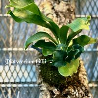 コウモリラン・ビカクシダ,観葉植物,シダ植物,個性的,グリーン！グリーン！グリーン！の画像