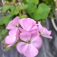 ゼラニウム,ヒヤシンス,ユリオプスデージー,ラナンキュラスラックス ピュタロス,花のある暮らしの画像