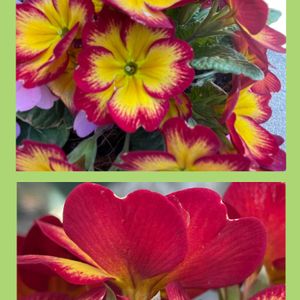 プリムラ　ジュリアン,花のある暮らし,お花大好き♡,お散歩ちゃんキーホルダー,真っ赤な火曜日の画像