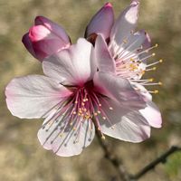 アーモンドの花。,アーモンドの冬芽葉痕,アーモンドの冬芽葉痕,植栽,われら樹木探検隊の画像
