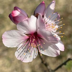 アーモンドの花。,アーモンドの冬芽葉痕,アーモンドの冬芽葉痕,植栽,われら樹木探検隊の画像