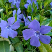 ツルニチニチソウ,花のある暮らし,小庭,植物大好き,人に優しくの画像