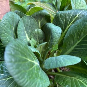 キッチンハーブ,キッチン,小さな庭,家庭菜園,庭の画像