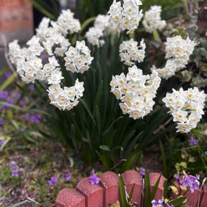 ナチュラルガーデン,花のある暮らしの画像