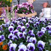 パンジー,ビオラ,チロリアンデージー

￼￼の画像