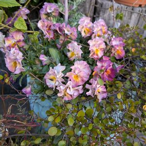 寄植え,小さな庭,玄関アプローチ,庭の画像