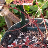 クフェア,シモツケ ,ピティロディア フェアリーピンクの画像