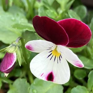 癒し,ビオラ・パンジー,#ガーデニング,エクステリアの画像