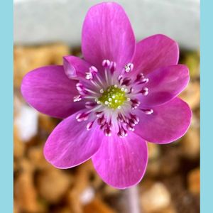 雪割草,山野草,花のある暮らし,お花大好き♡,山野草大好きの画像