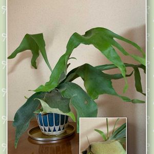 コウモリラン・ビカクシダ,キュンキュン乙女倶楽部,うどん県人会,キュンキュン乙女倶楽部No.192,われら17年組の画像