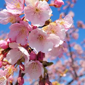 カンザクラ,ツバキ,白梅,河津桜,河津桜の画像