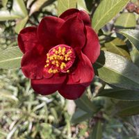 花のある暮らし,うどん県人会,おうちde菜園,小さな庭の画像