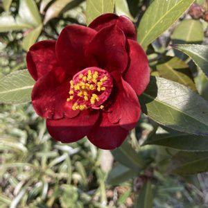 花のある暮らし,うどん県人会,おうちde菜園,小さな庭の画像