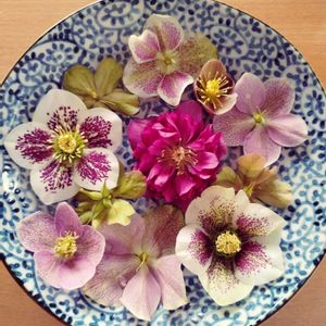 クリスマスローズ,フィロデンドロン,フィロデンドロン・ホワイトプリンセス,鉢植え,季節のお花の画像