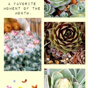 センベル,サボテンの花の画像