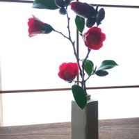 ツバキ,ユキヤナギ,春の花,侘助,桃色雪柳の画像