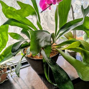 鉢植え,花のある暮らし, ビカクシダ,今日のお花,とにかくGS 楽しもう！の画像