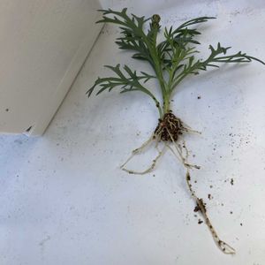 マーガレットシンプリーコーラル,ビオラ　バレリーナのチュチュ,おうち園芸,元気に育ててますよ,窓辺で挿し穂の画像