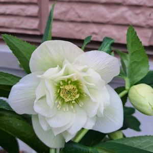 クリスマスローズ,エレガンスアイス,花壇,ミヨシのクリスマスローズ,庭の画像