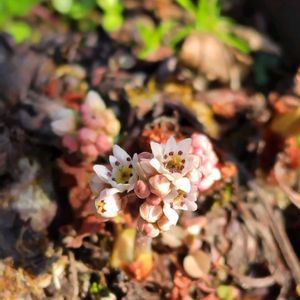 鉢植え,我が家の庭,かわいい花,春の訪れ,タンチョウソウ（丹頂草）の画像
