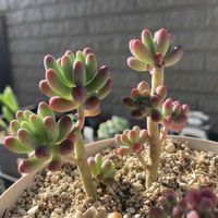 乙女心,多肉植物,ネコ好き,多肉中毒,植中毒の画像