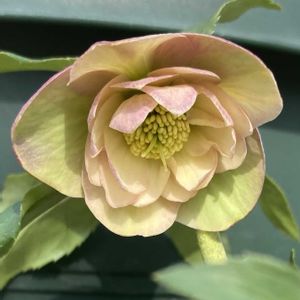 クリスマスローズ　ダブル　アップルピンク,鉢植え,かわいい♡,庭の画像