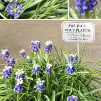 ムスカリ,球根植物,小さな花,可愛い,癒しの画像