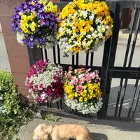 ビオラ,ビオラハンキングバスケット,ハンキング,ガーデニング,種まきビオラの画像