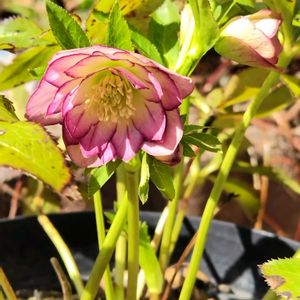 クリスマスローズ,鉢植え,我が家の庭,かわいい花,春の訪れの画像