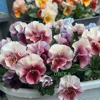 パンジー・ビオラ,パンジー・ビオラ,パンジー,パンジー,パンジー　アルバルーチェの画像