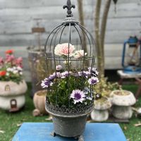 ソフォラ　リトルベイビー,ヒナソウ（青）,アネモネ・アンアリス,アルメリア　アルマダ,オステオスペルマム　3D ブルーベリーシェイクの画像