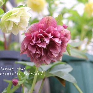 クリスマスローズ,鉢植え,庭の花,花のある暮らし,季節の移ろいの画像