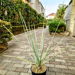 ドラセナ,ドラセナ・セルラータ,ドラセナ セルラータ,ドラセナ属,珍奇植物の画像