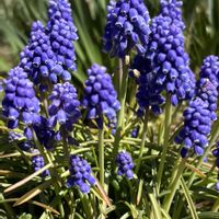 ムスカリ,我が家の庭,ワッフル, ヤシの木,お出かけ先の画像