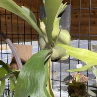 コウモリラン,コウモリラン,ソテツキリン,ソテツキリン,ビカクシダの画像