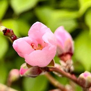 モモ,モモ,実生,種から,ベランダ園芸の画像