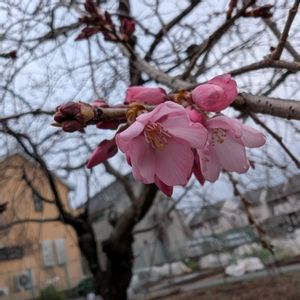 枝垂れ桜,シダレザクラ,開花,畑の画像