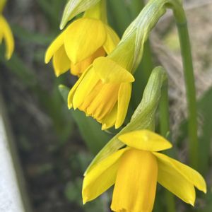 ミニ水仙,花が好き,無農薬❤家庭菜園,野菜が好き,庭の画像