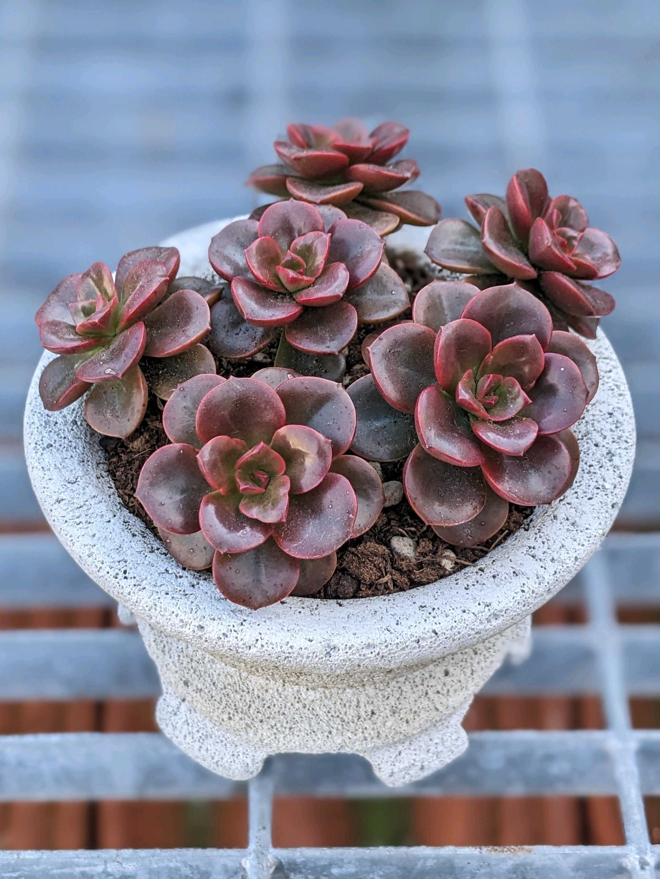 メラコの育て方｜ロゼット状の葉をもつ多肉植物！季節で変わる水やりと