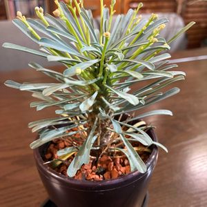 開花,ユーフォルビアムルチフォリア,和室の画像