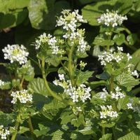 ウメ,紅梅,ワサビ,わさびの花,大王わさび農場の画像